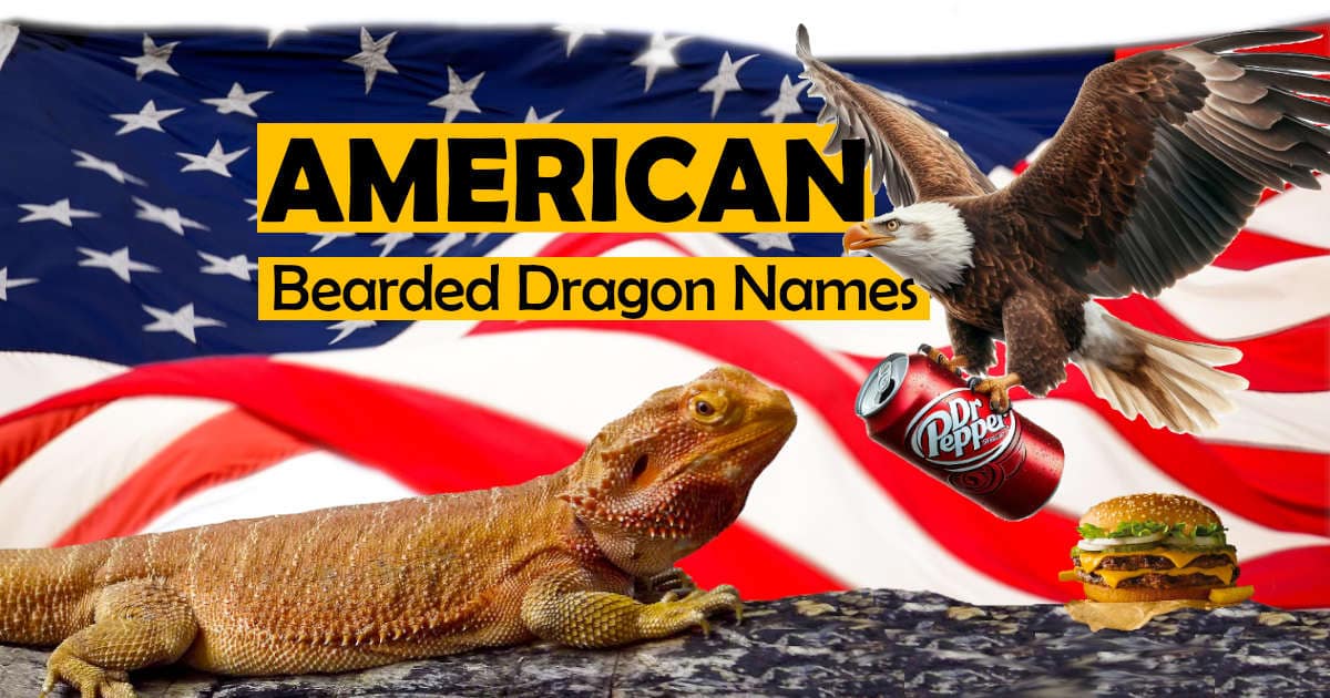 264 American Bearded Dragon Names From Classic to Creative
