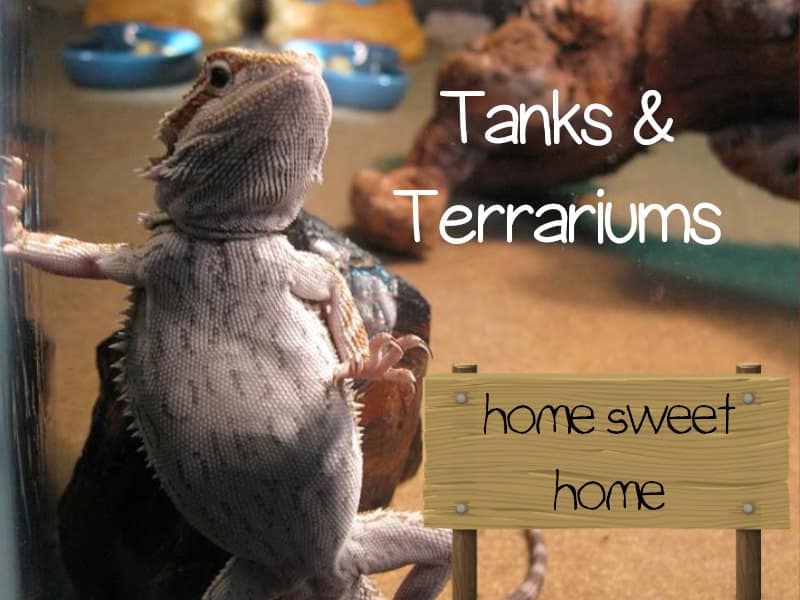 Best Bearded Dragon Tank Review 2020